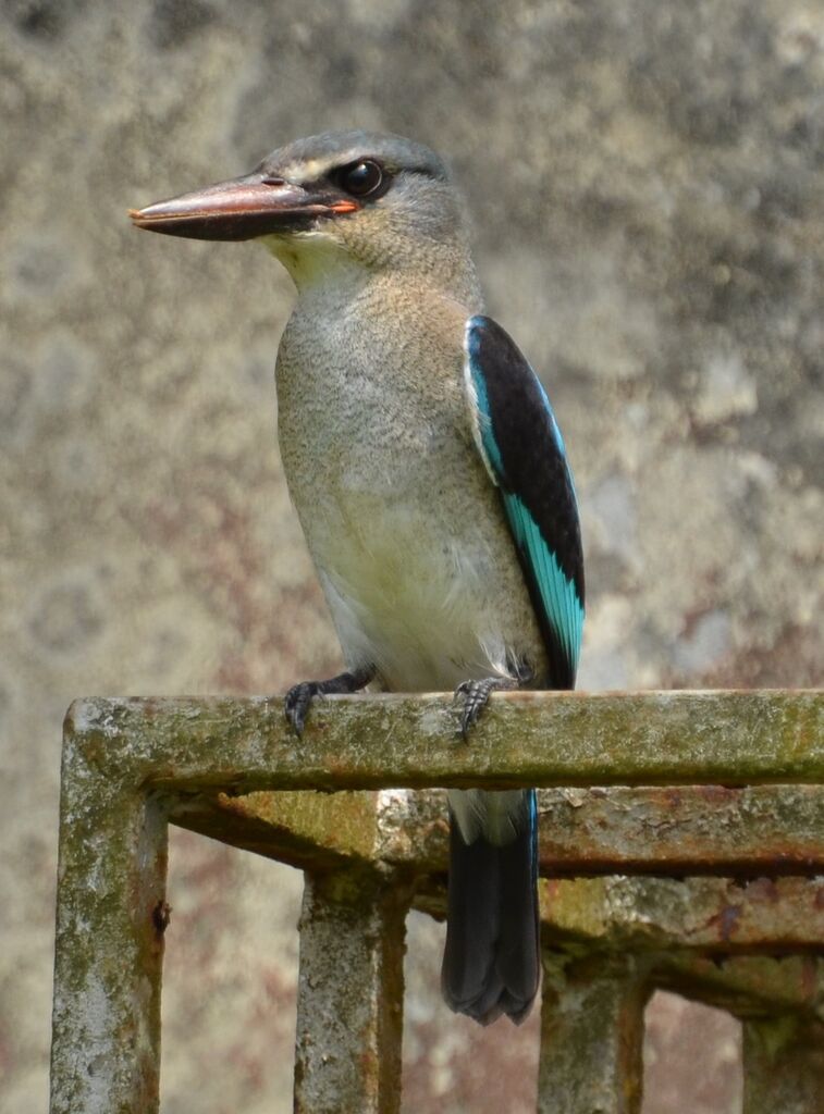 Martin-chasseur du Sénégaladulte, identification