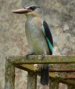 Woodland Kingfisher