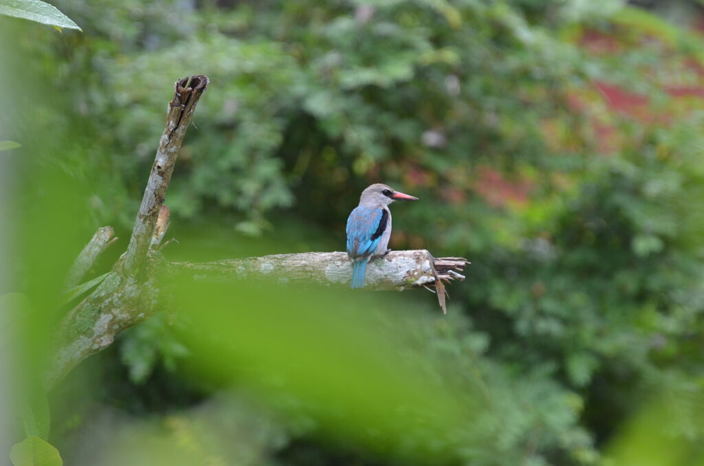 Woodland Kingfisherjuvenile