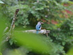 Woodland Kingfisher