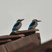 Woodland Kingfisher