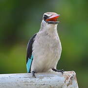 Woodland Kingfisher