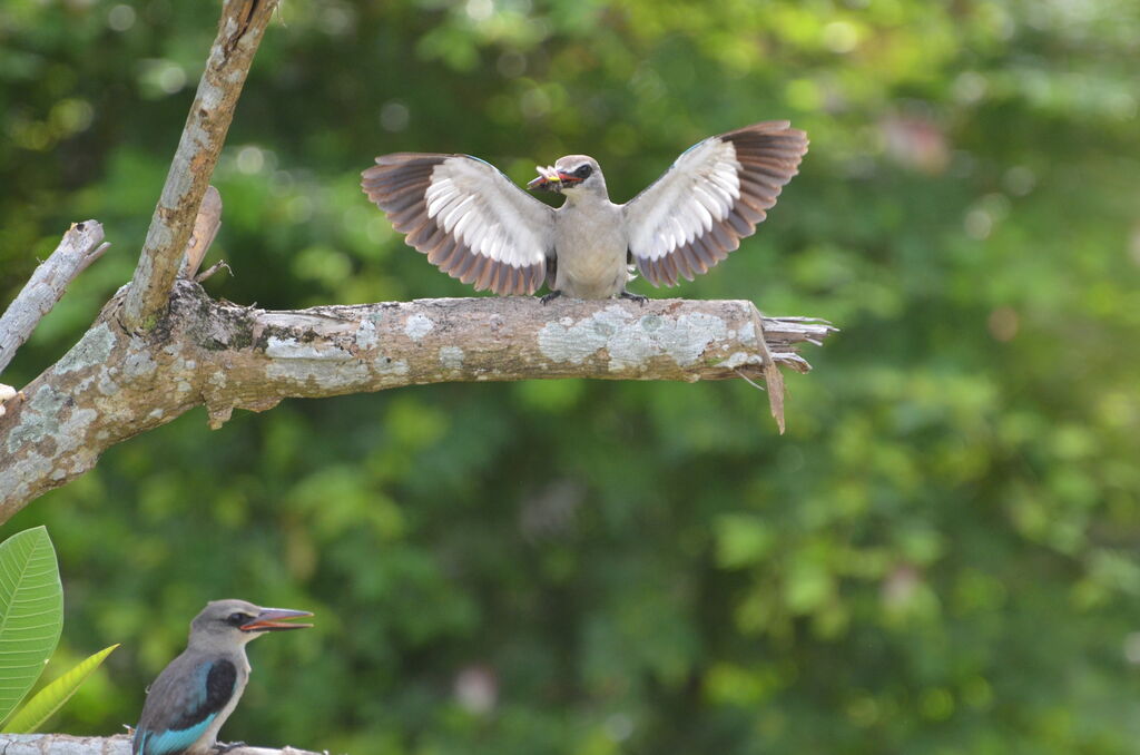 Woodland KingfisherFirst year, Behaviour