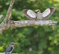 Woodland Kingfisher