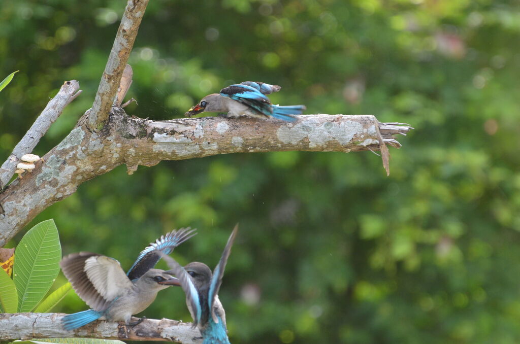 Woodland Kingfisher First year, Behaviour