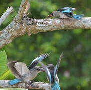 Woodland Kingfisher