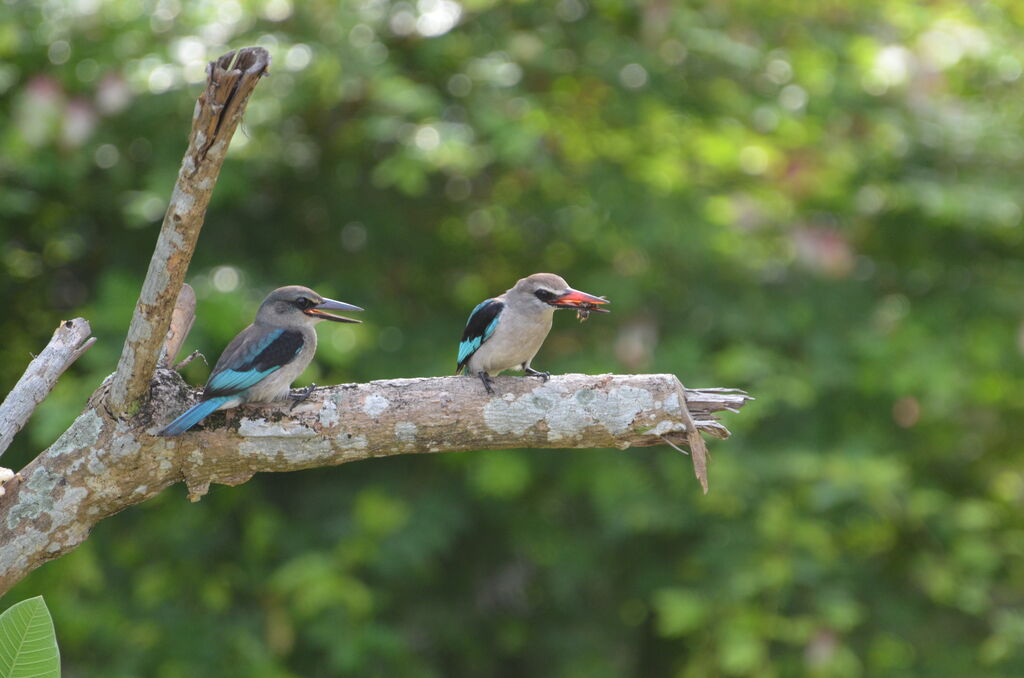 Woodland KingfisherFirst year, Behaviour