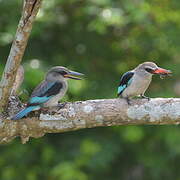 Woodland Kingfisher