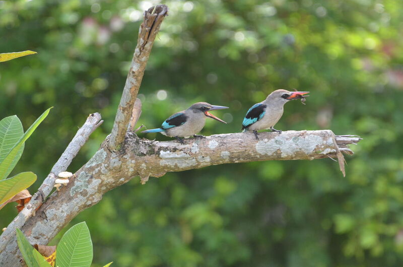 Woodland KingfisherFirst year, feeding habits, Behaviour