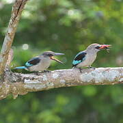 Woodland Kingfisher