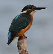 Common Kingfisher