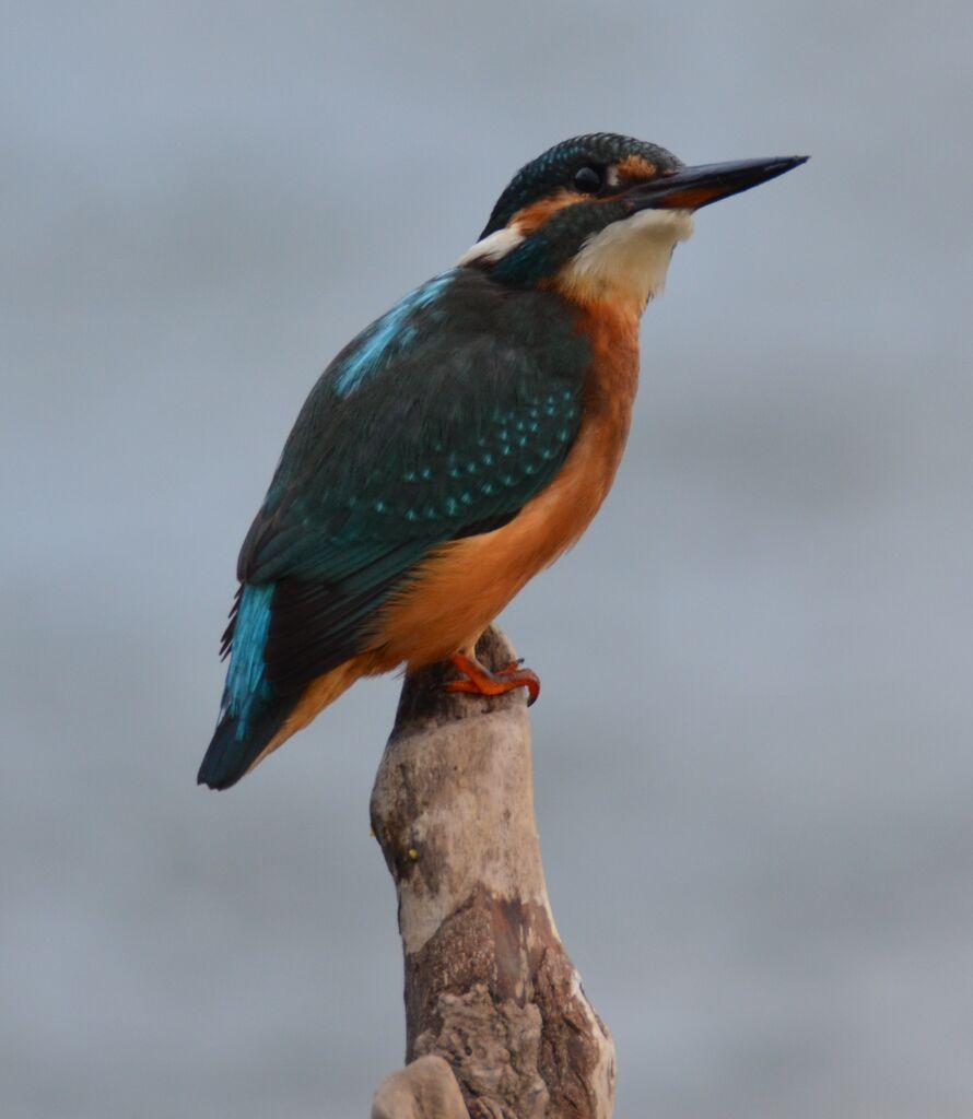 Common Kingfisher male adult, identification