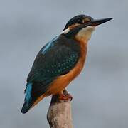 Common Kingfisher