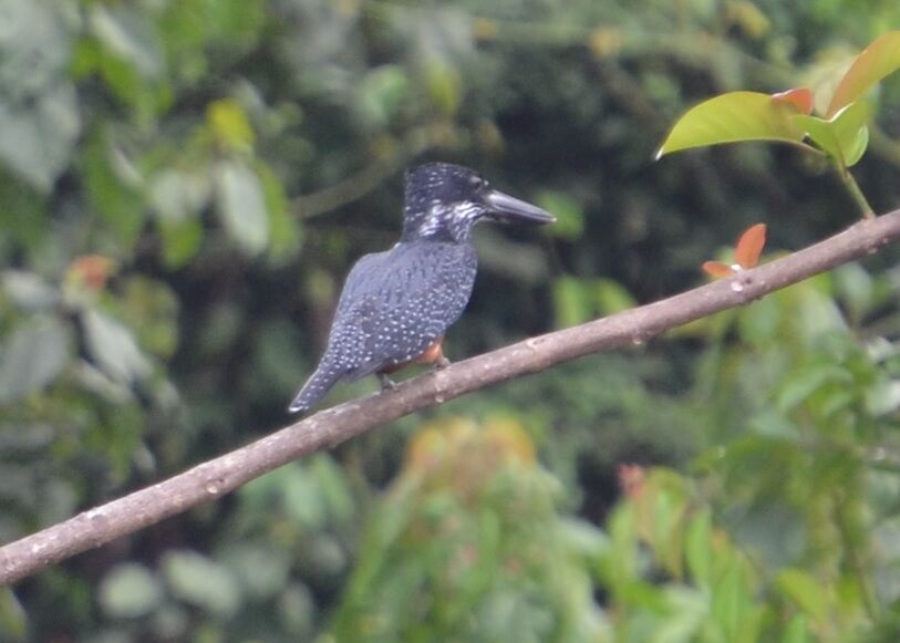 Giant Kingfisheradult, identification