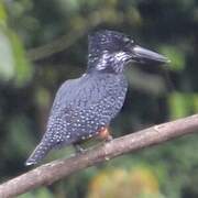 Giant Kingfisher