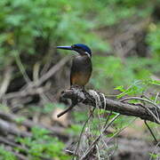 Malachite Kingfisher