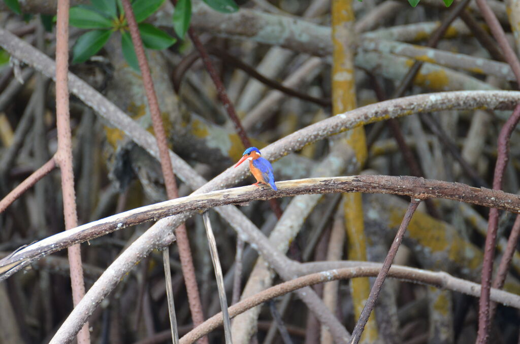 Malachite Kingfisheradult, identification