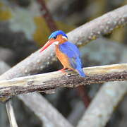 Malachite Kingfisher