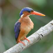 Malachite Kingfisher