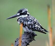 Pied Kingfisher