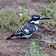 Pied Kingfisher