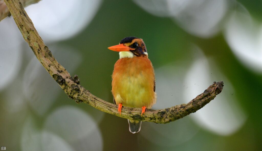 African Pygmy Kingfishersubadult, identification