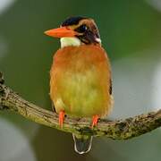 African Pygmy Kingfisher