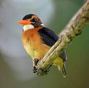 African Pygmy Kingfisher