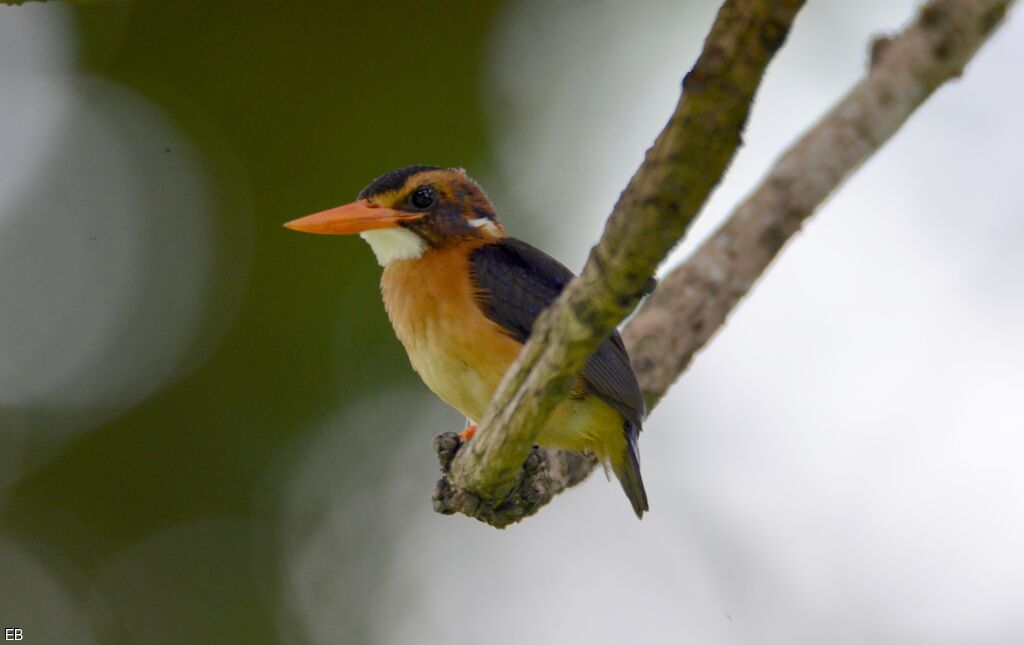 African Pygmy Kingfishersubadult, identification