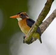 African Pygmy Kingfisher