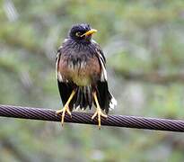 Common Myna