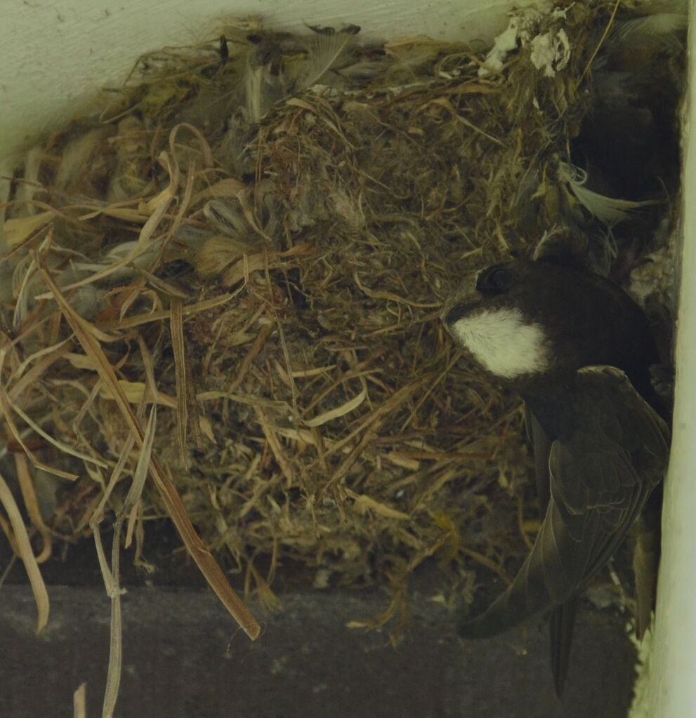 Little Swiftadult, Reproduction-nesting