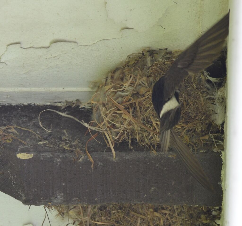 Little Swiftadult, Reproduction-nesting