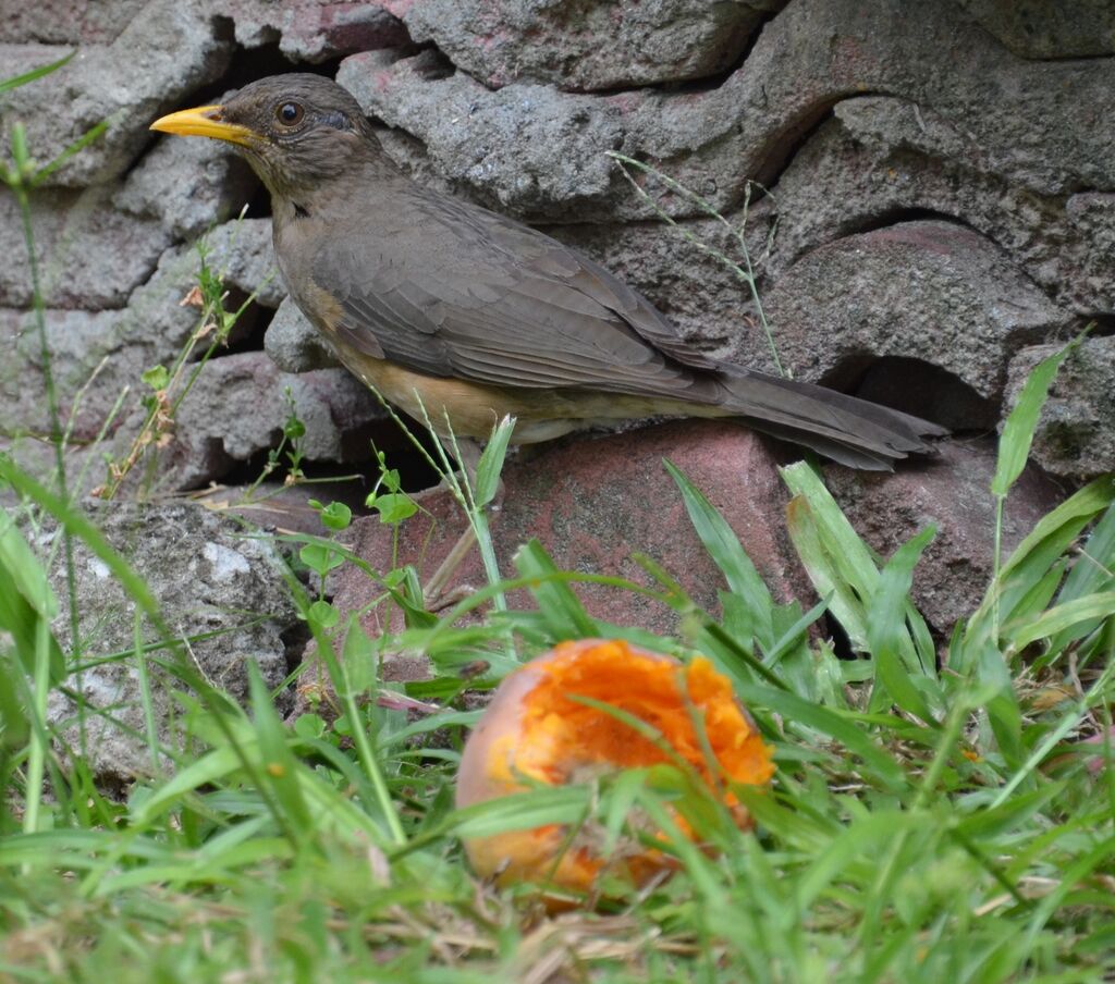 African Thrushadult, feeding habits