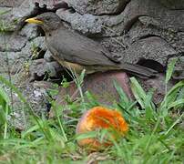 African Thrush