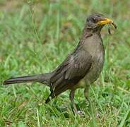 African Thrush