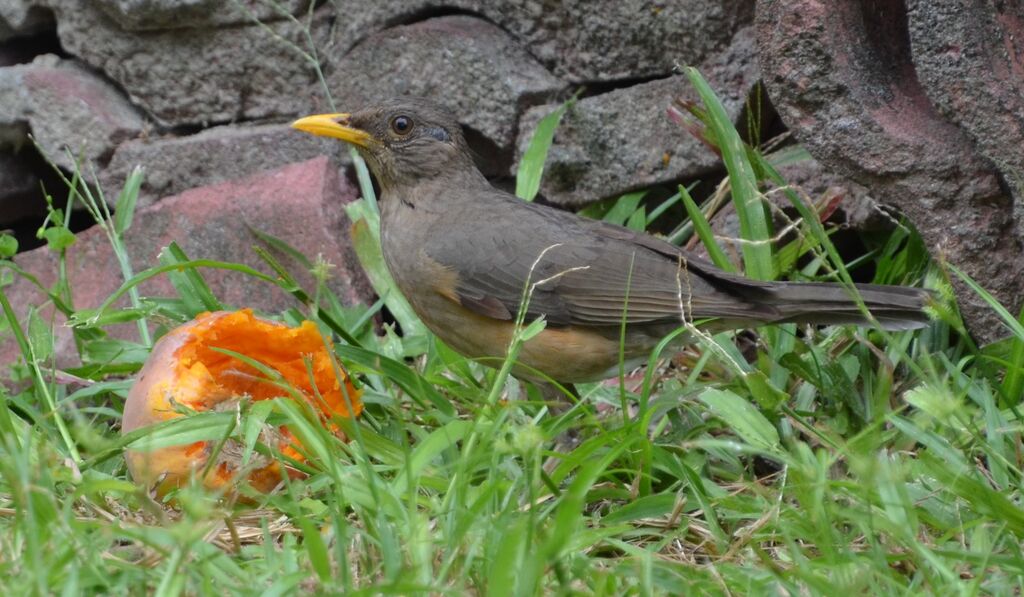 African Thrushadult, feeding habits