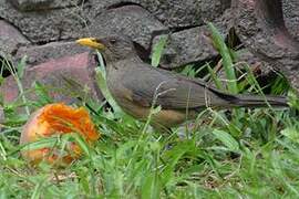 African Thrush