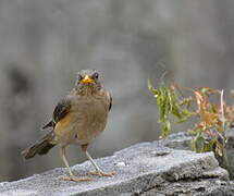 African Thrush