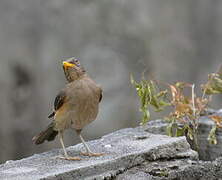 African Thrush