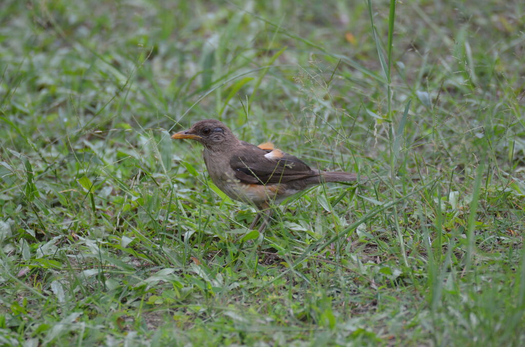 African Thrushadult, identification