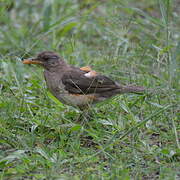 African Thrush