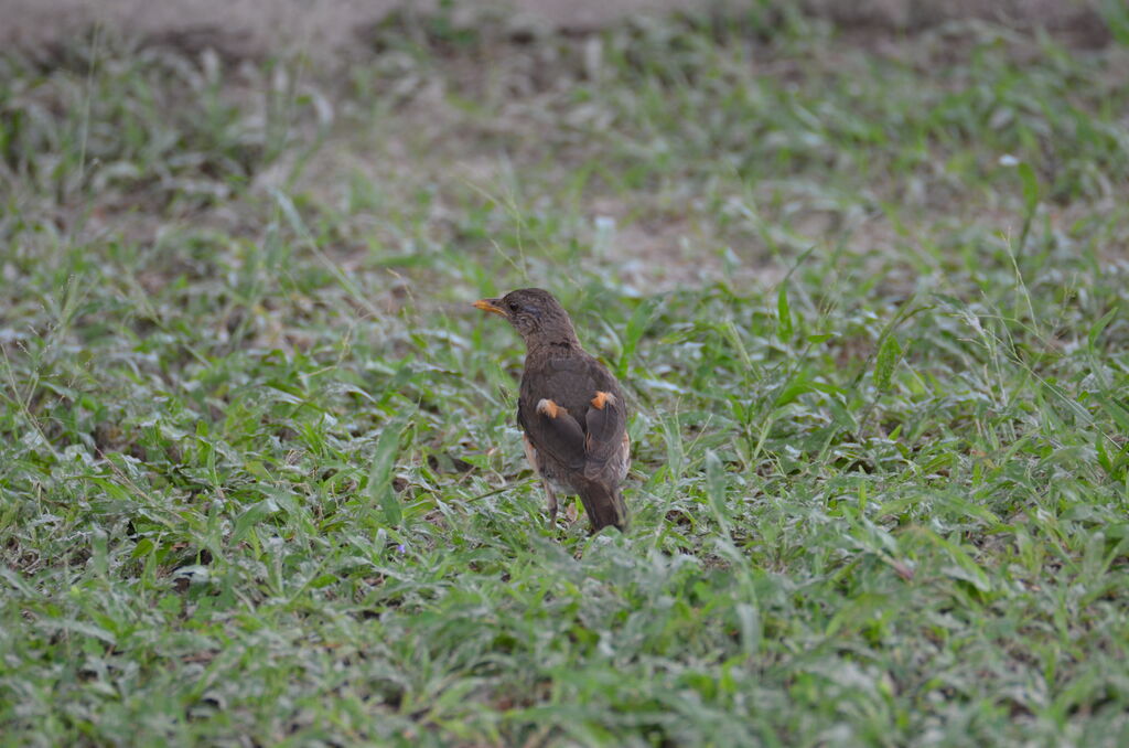 African Thrushadult, identification