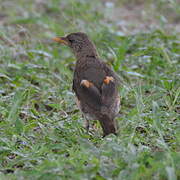 African Thrush