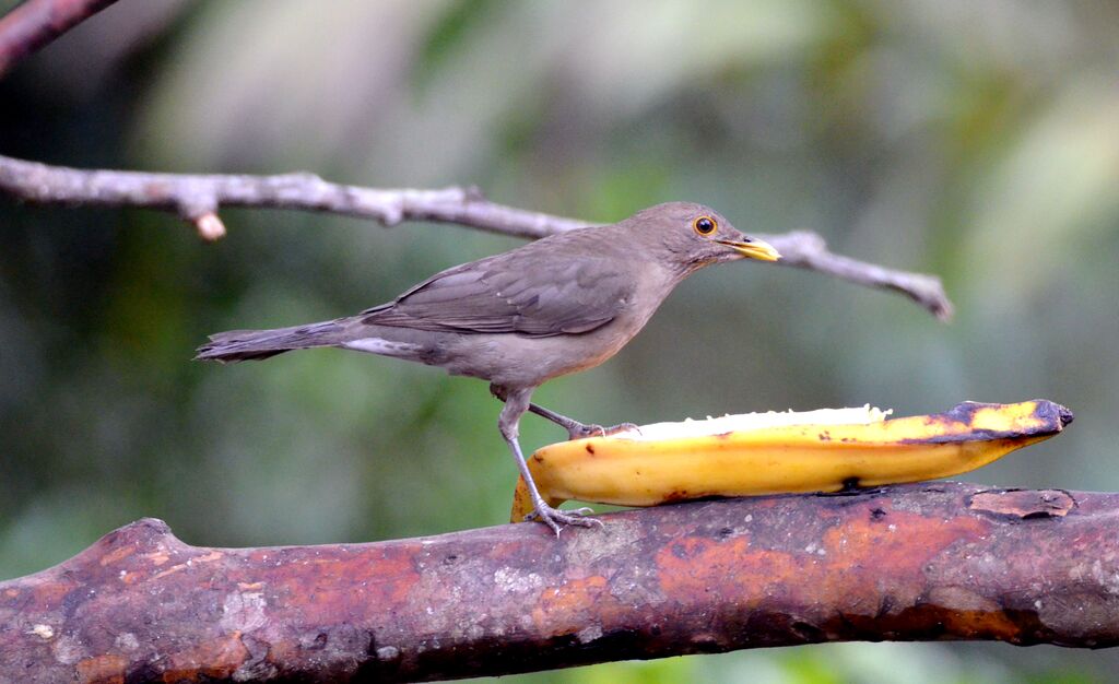 Merle d'Équateuradulte, identification, régime, mange