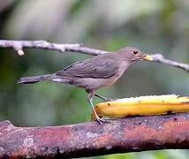 Ecuadorian Thrush