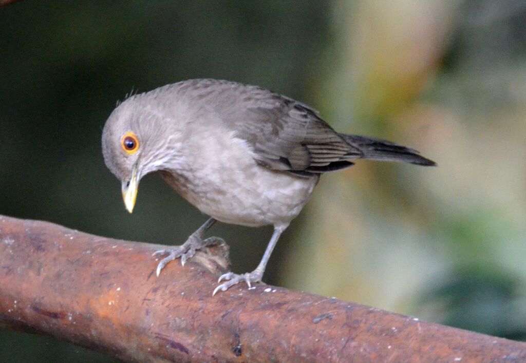 Merle d'Équateuradulte, identification