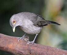 Ecuadorian Thrush