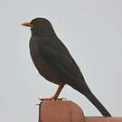 Merle du Karroo