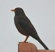 Karoo Thrush